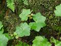 Hydrocotyle javanica